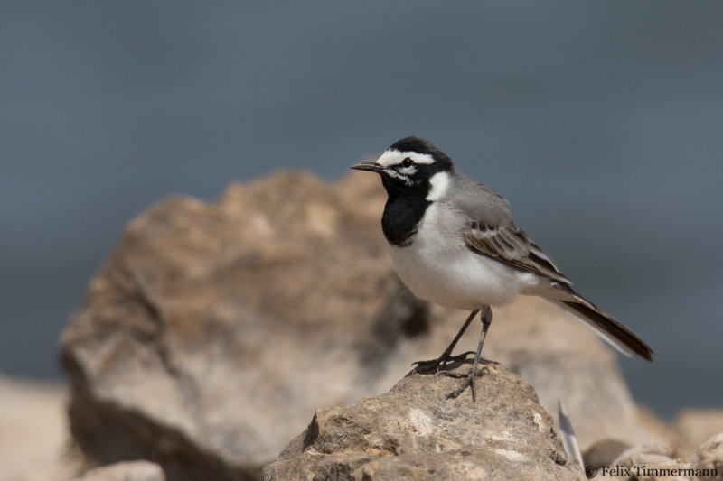 Moroccan Wagtail