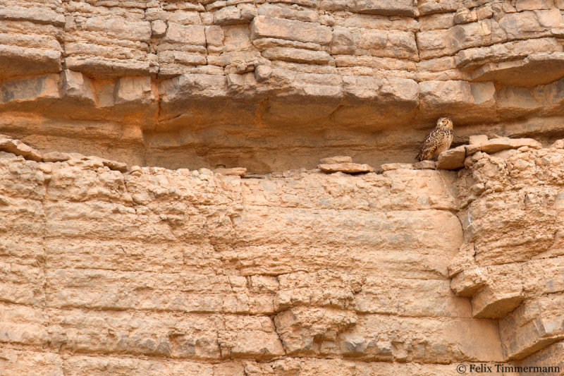 Pharaos Eagle Owl