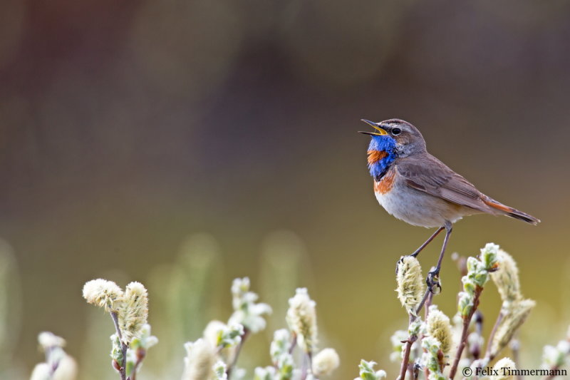 Red-spotted Bluethroat
