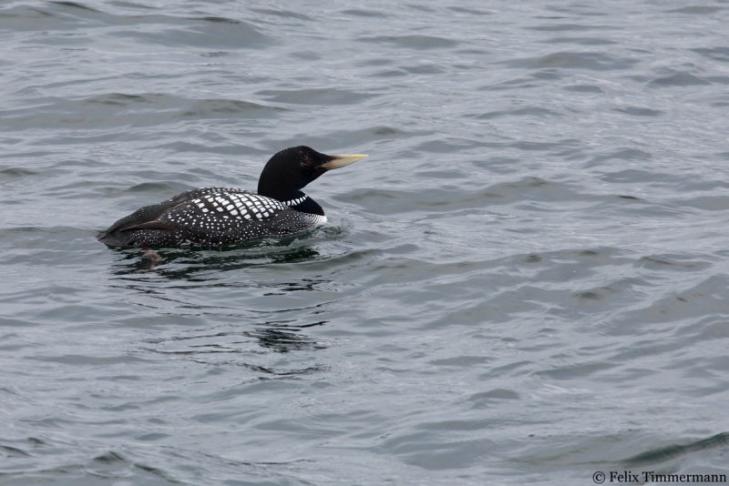 Yellow-billed Diver