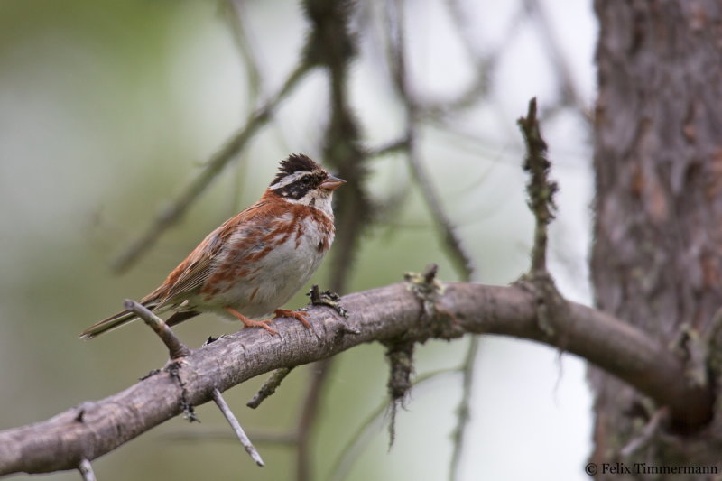 Rustic Bunting