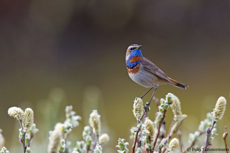 Red-spotted Bluethroat