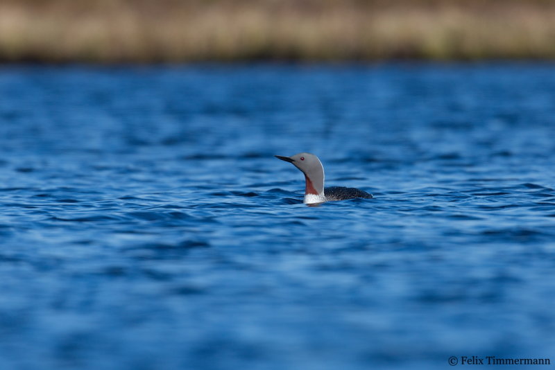 Red-throated Diver