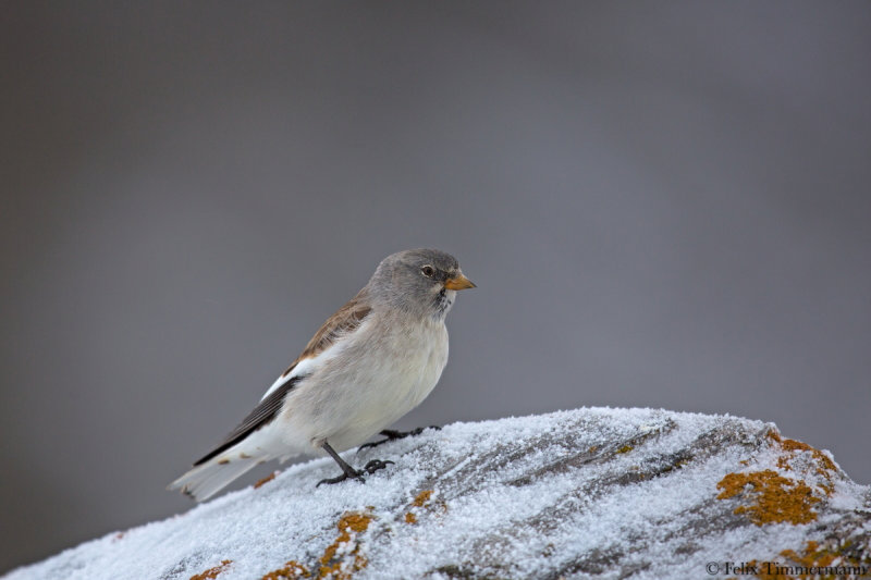 White-winged Snowfinch