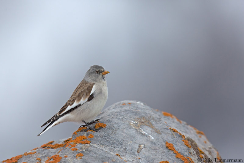 White-winged Snowfinch