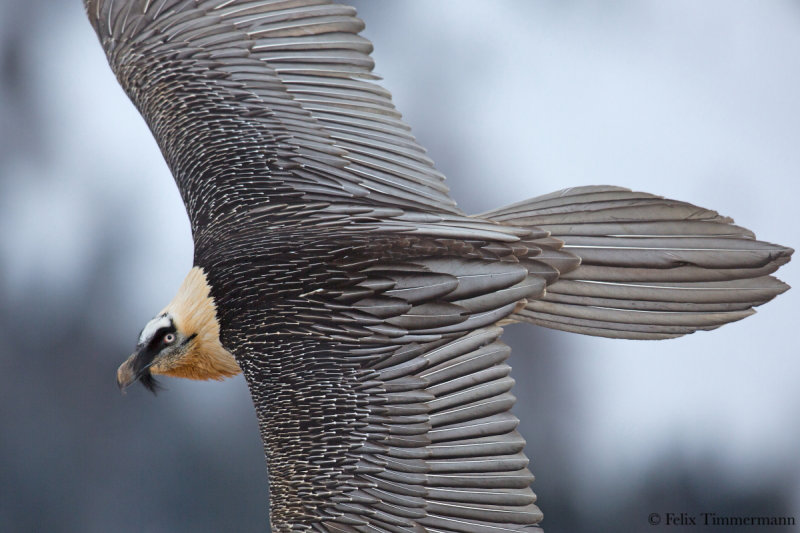 Bearded Vulture