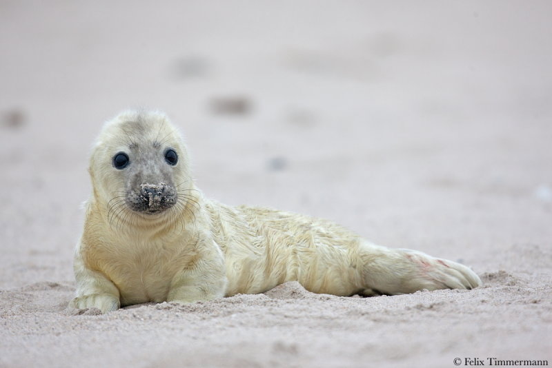 Grey Seal