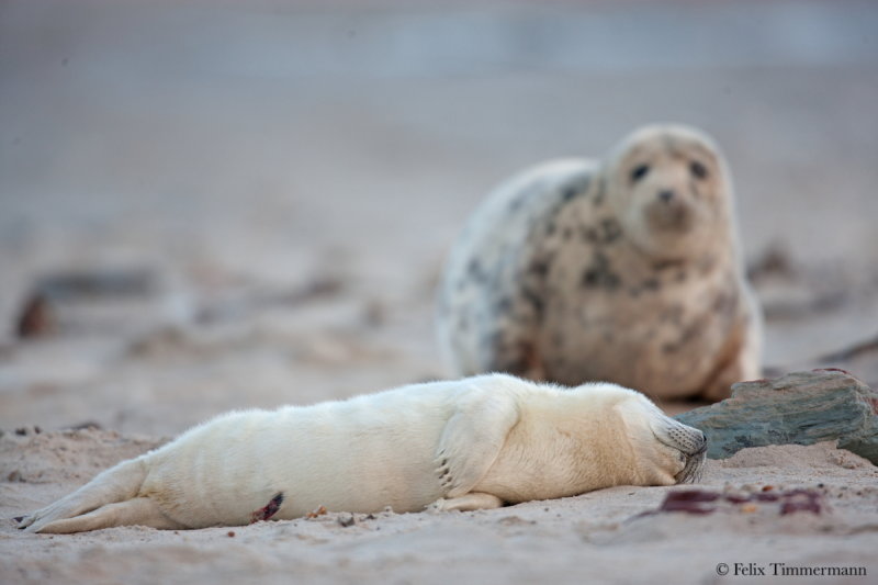 Grey Seal