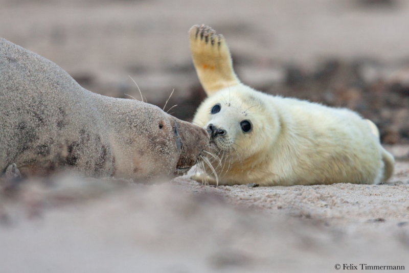 Grey Seal