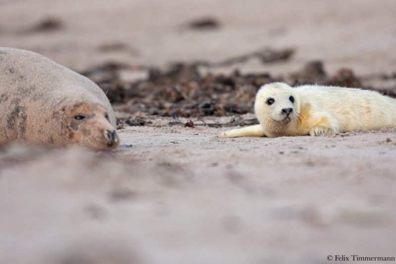 Grey Seal