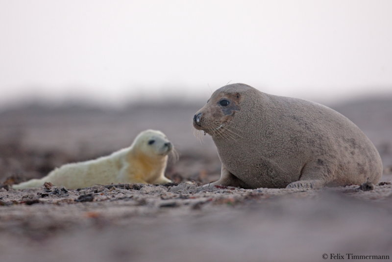 Grey Seal