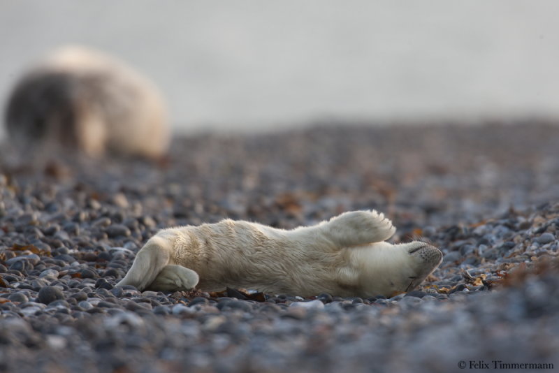 Grey Seal