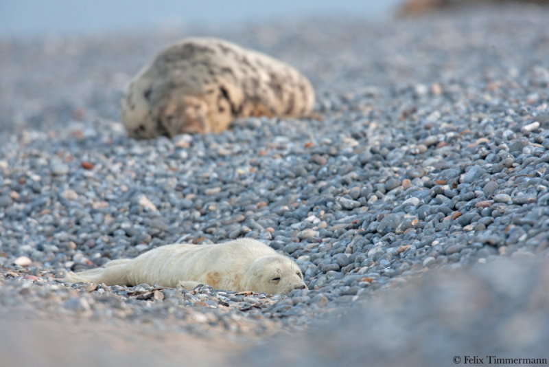 Grey Seal