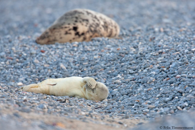 Grey Seal