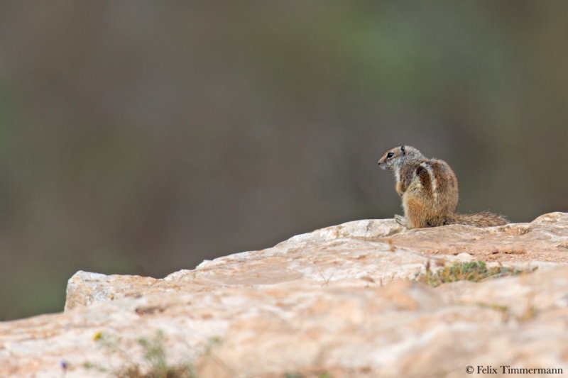Atlas Ground Squirrel