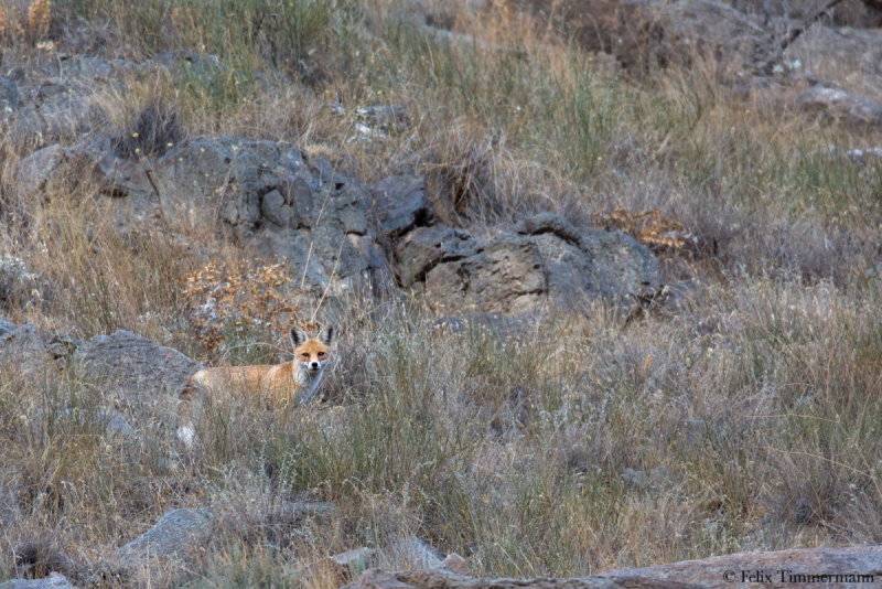 Fox