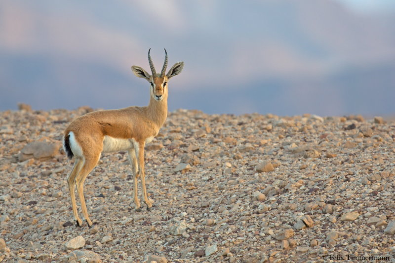 Dorcas Gazelle