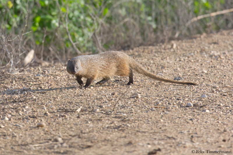 Egyptian mongoose