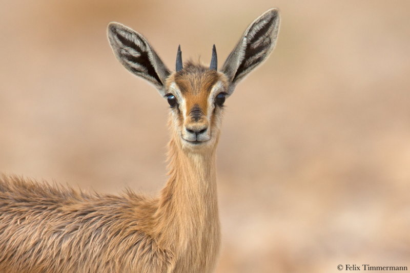 Dorcas gazelle