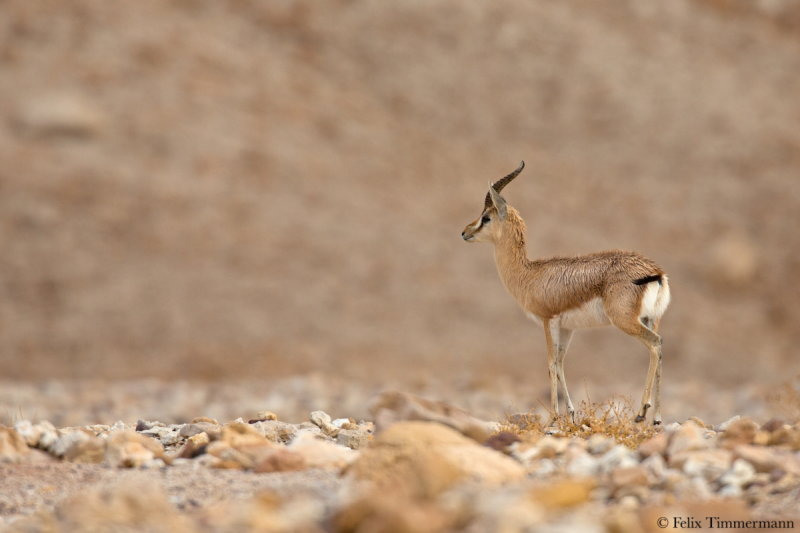 Dorcas gazelle