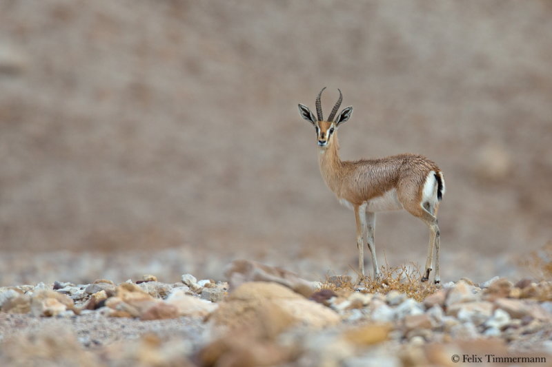 Dorcas gazelle