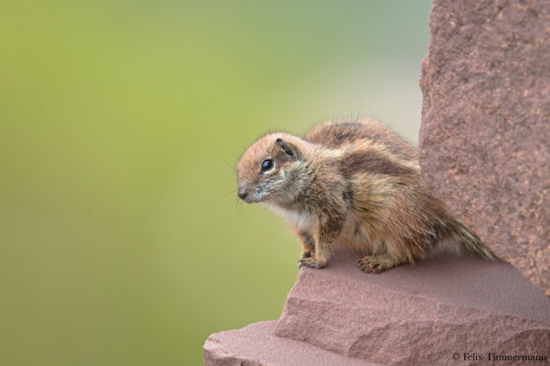 Atlas Ground Squirrel