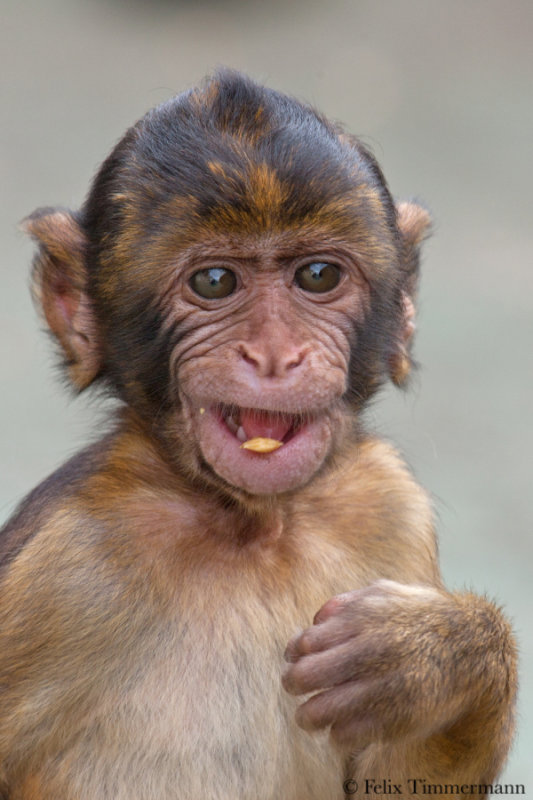 Barbary Macaque