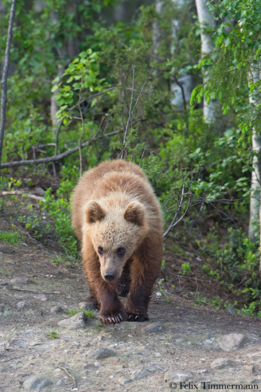 Eurasian Brown Bear