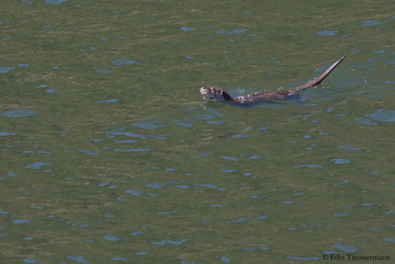 Eurasian Otter
