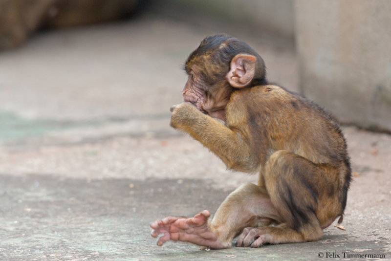 Barbary Macaque