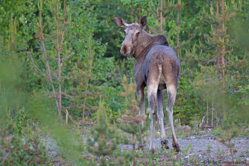 Eurasian Elk