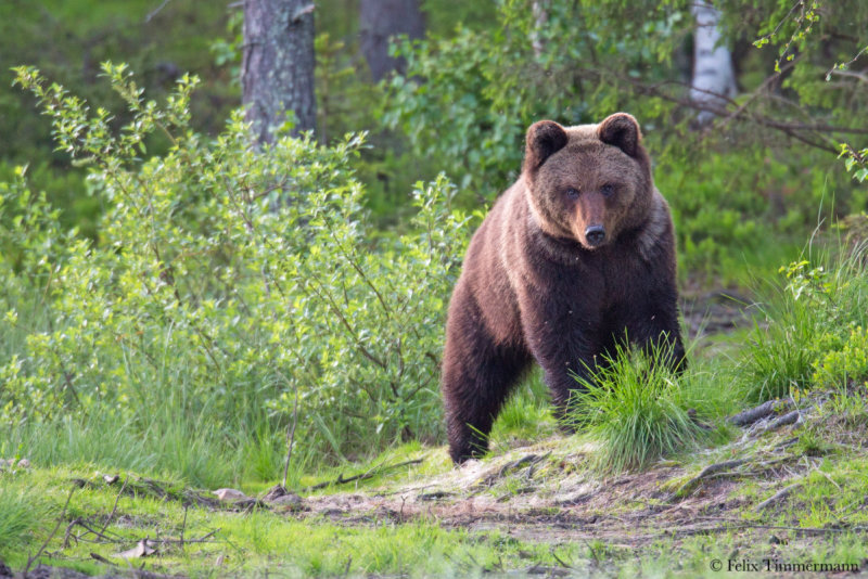 Eurasian Brown Bear
