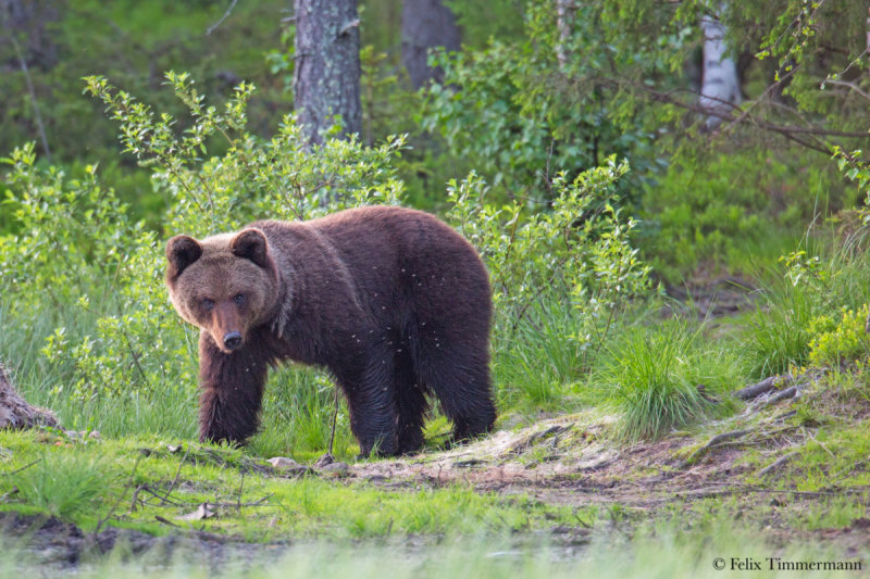 Eurasian Brown Bear