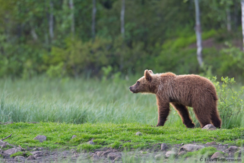 Eurasian Brown Bear