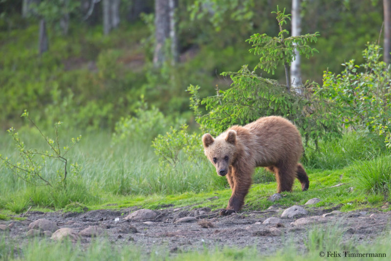 Eurasian Brown Bear