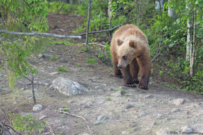 Eurasian Brown Bear