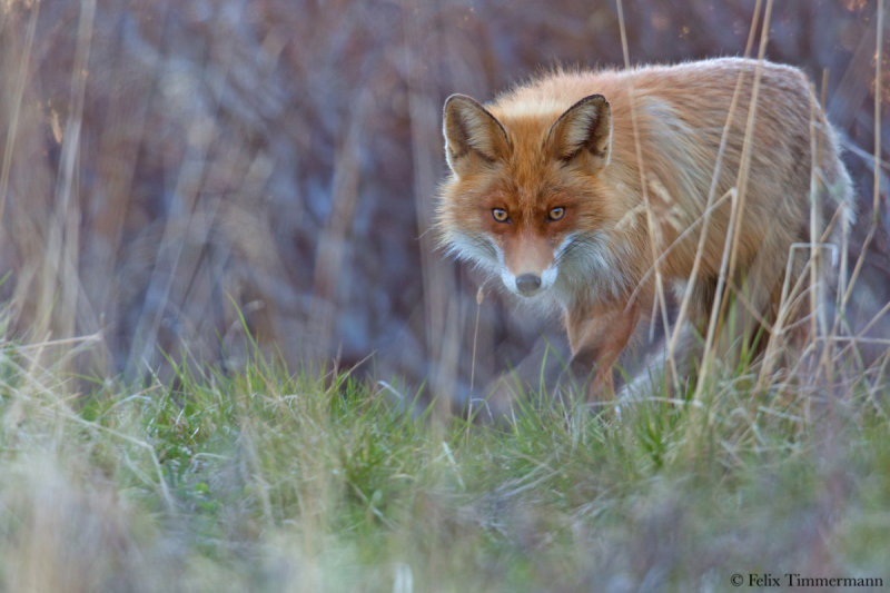 Eurasian Fox