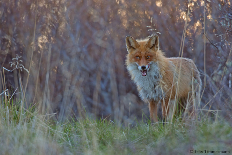 Eurasian Fox