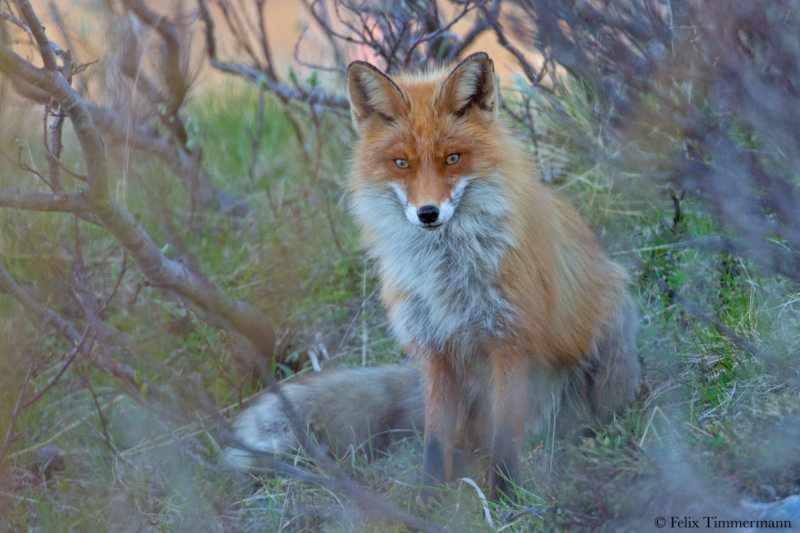 Eurasian Fox