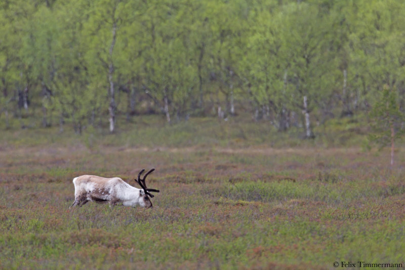 Reindeer