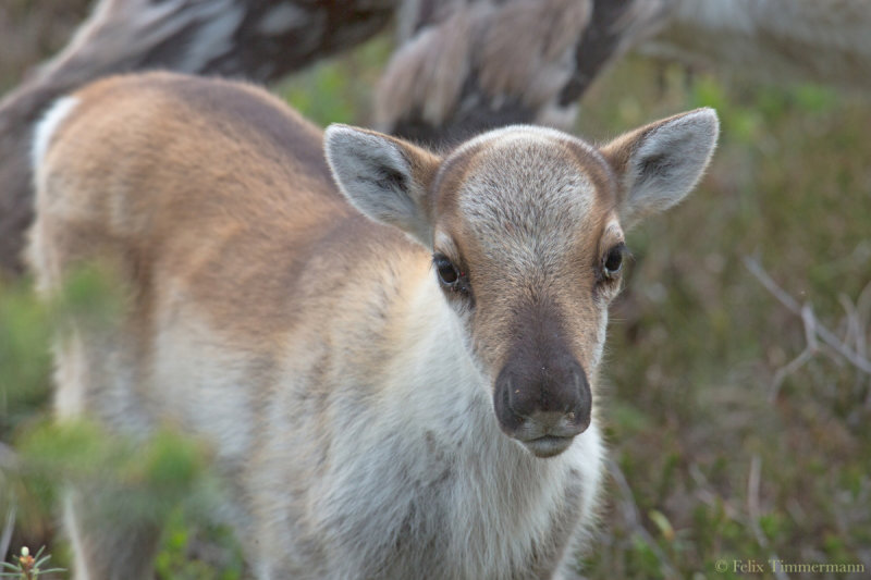 Reindeer