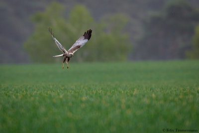 Marsh Harrier