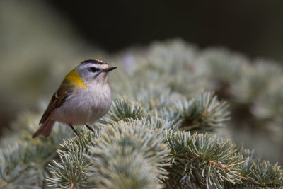 Firecrest