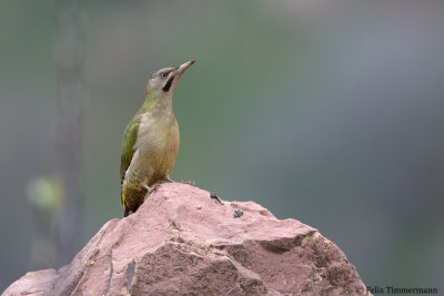  Levaillant's Woodpecker