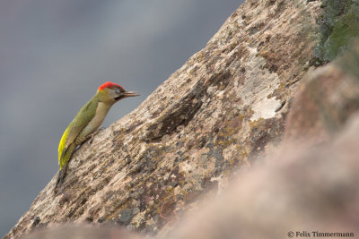 Levaillants Woodpecker