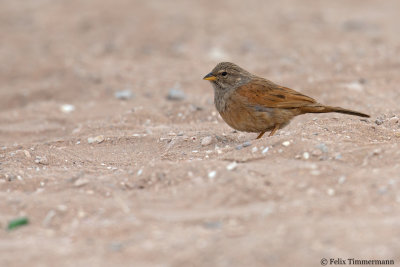 House Bunting