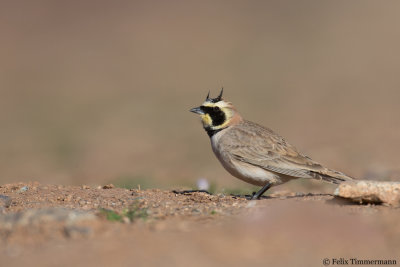 Atlas Horned Lark