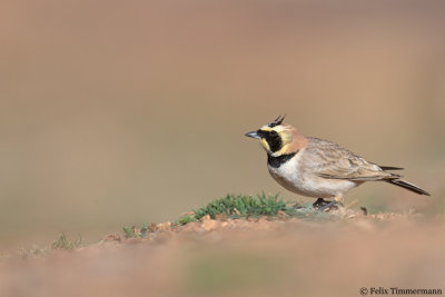 Atlas Horned Lark
