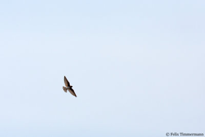 Brown-throated Martin
