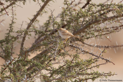 African Desert Warbler
